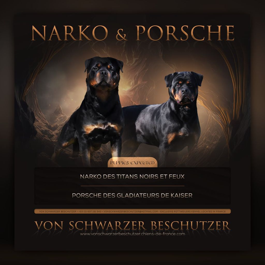 Von Schwarzer Beschützer - Chiot disponible  - Rottweiler