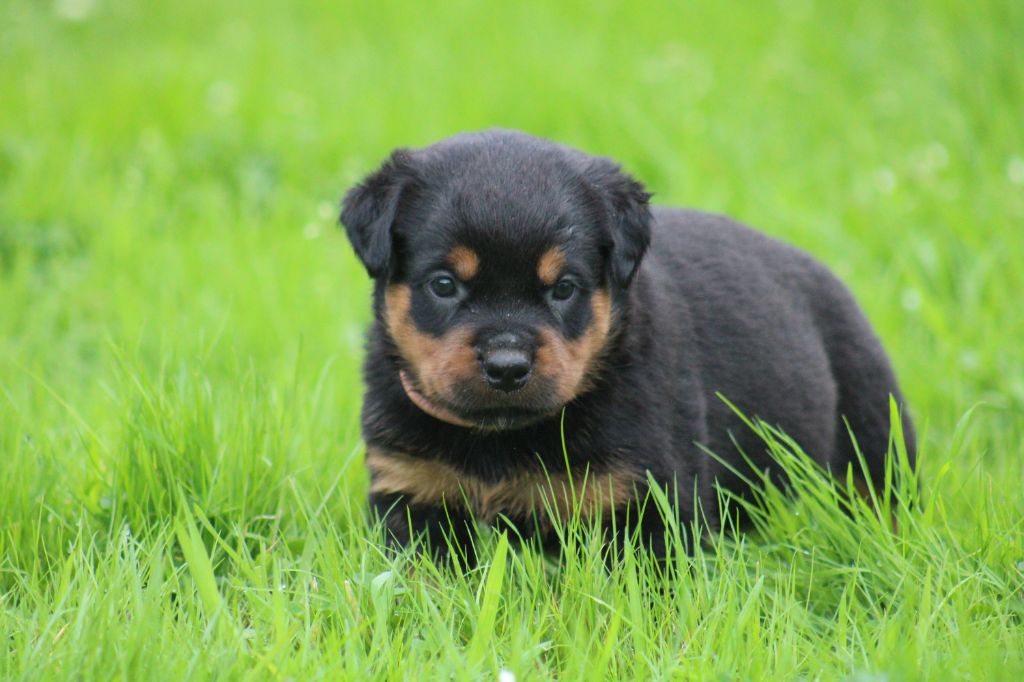 Von Schwarzer Beschützer - Chiot disponible  - Rottweiler