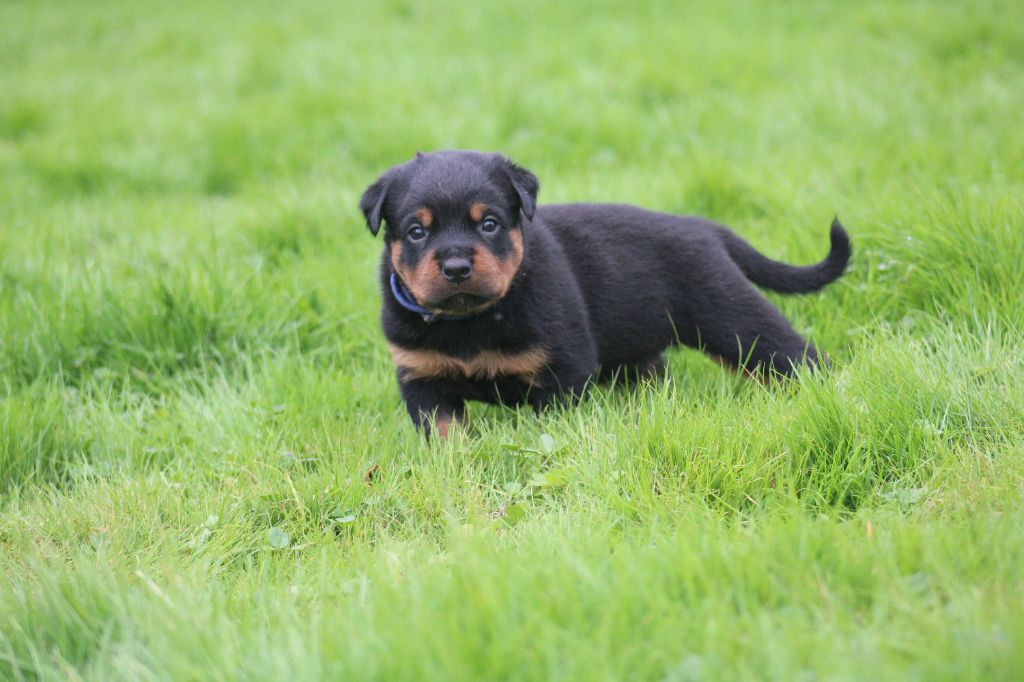 Von Schwarzer Beschützer - Chiot disponible  - Rottweiler