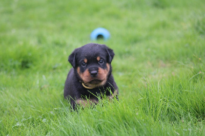 CHIOT COLLIER JAUNE