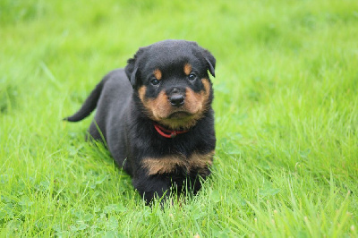 CHIOT COLLIER ROUGE