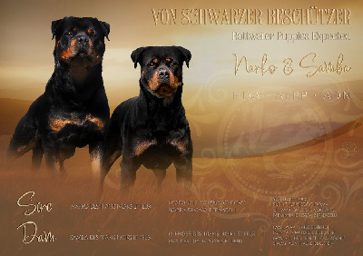 Von Schwarzer Beschützer - Rottweiler - Portée née le 07/09/2024