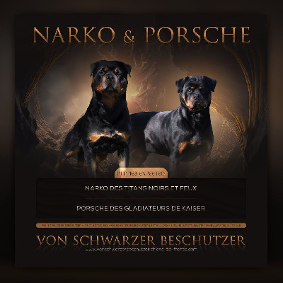 Von Schwarzer Beschützer - Rottweiler - Portée née le 16/04/2024