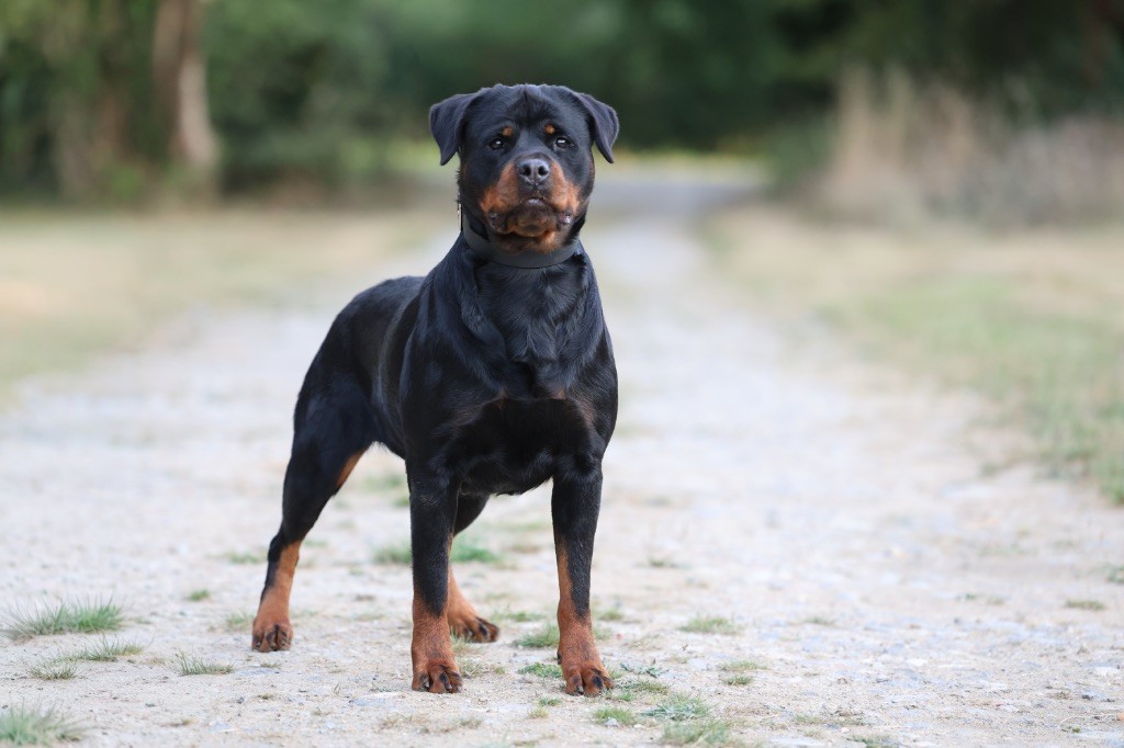 Pitta Sovereign Breed