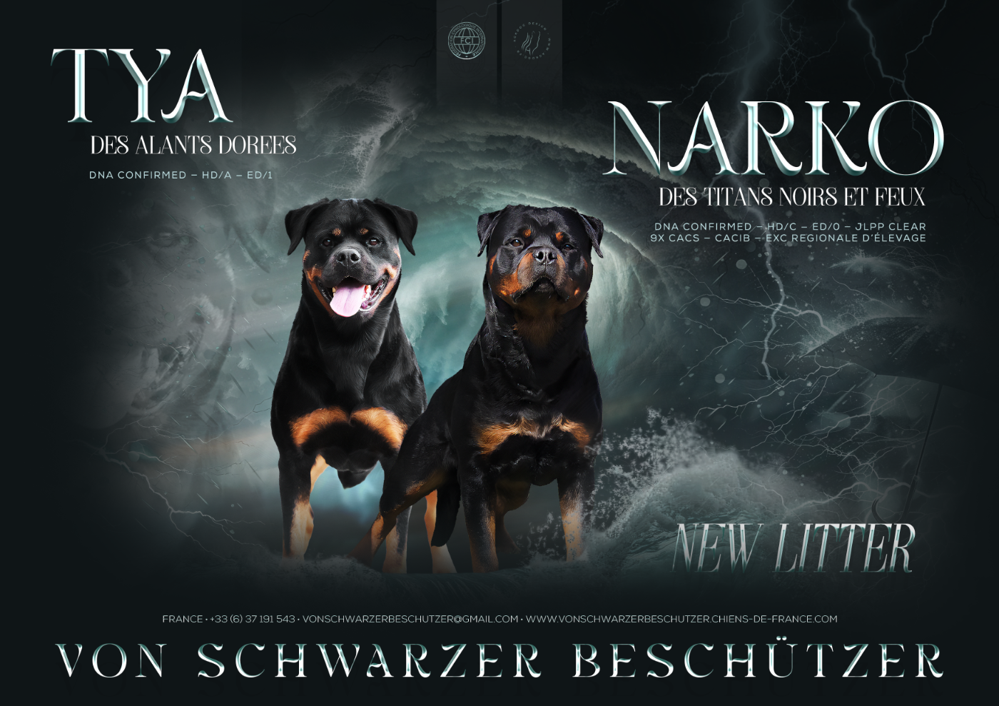 Chiots disponible a la réservation