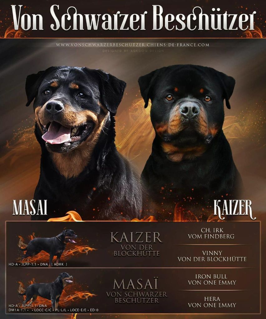 Von Schwarzer Beschützer - Rottweiler - Portée née le 17/05/2021