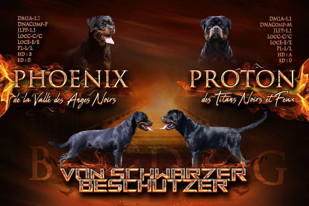 Von Schwarzer Beschützer - Rottweiler - Portée née le 09/08/2021