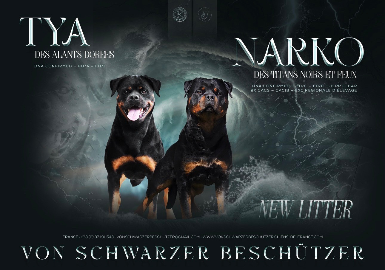 Chiot Rottweiler Von Schwarzer Beschützer