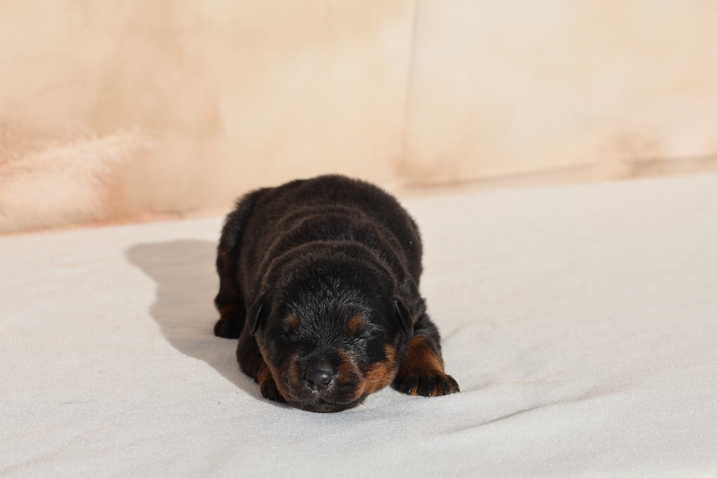 Von Schwarzer Beschützer - Chiots disponibles - Rottweiler