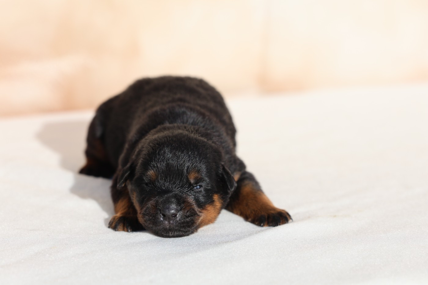 Von Schwarzer Beschützer - Chiots disponibles - Rottweiler