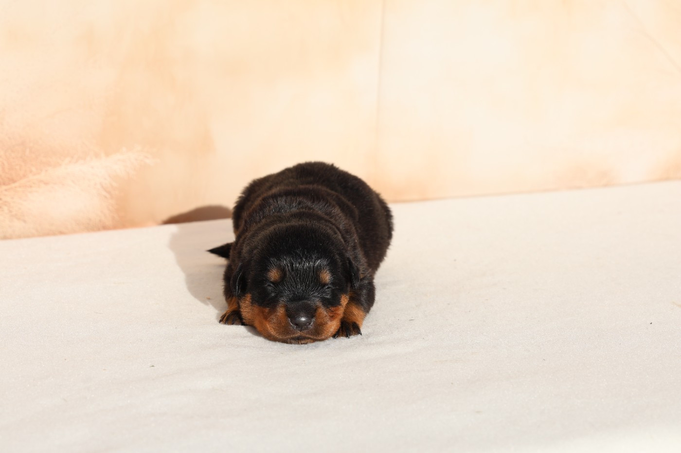 Von Schwarzer Beschützer - Chiots disponibles - Rottweiler