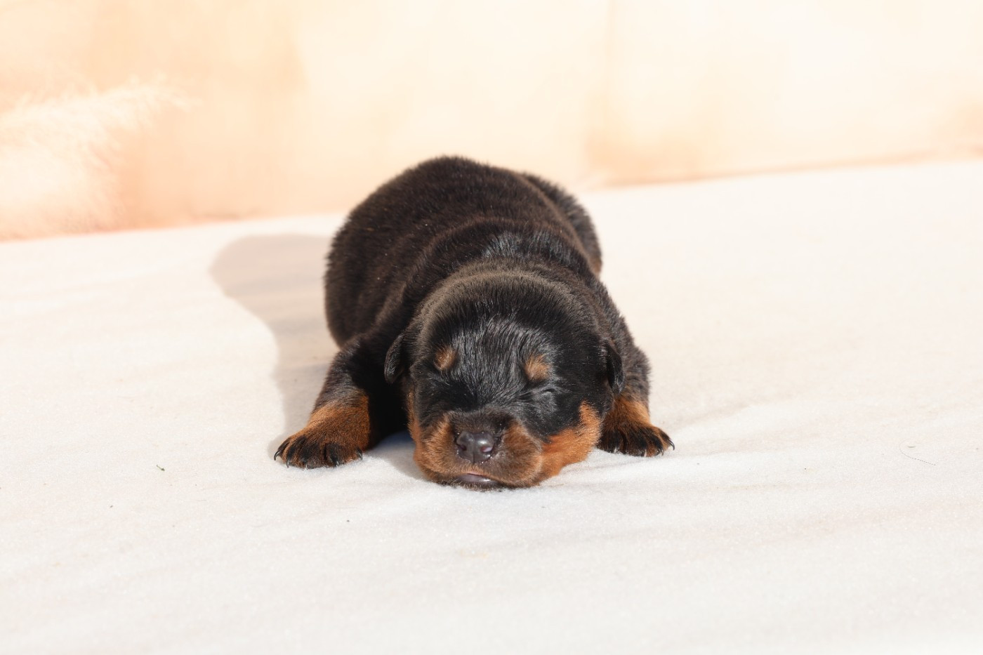 Von Schwarzer Beschützer - Chiots disponibles - Rottweiler
