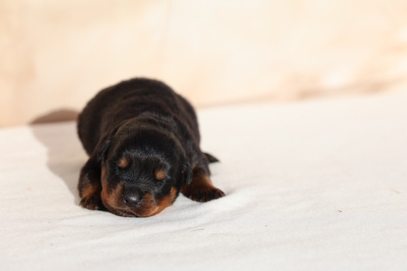 Von Schwarzer Beschützer - Chiots disponibles - Rottweiler