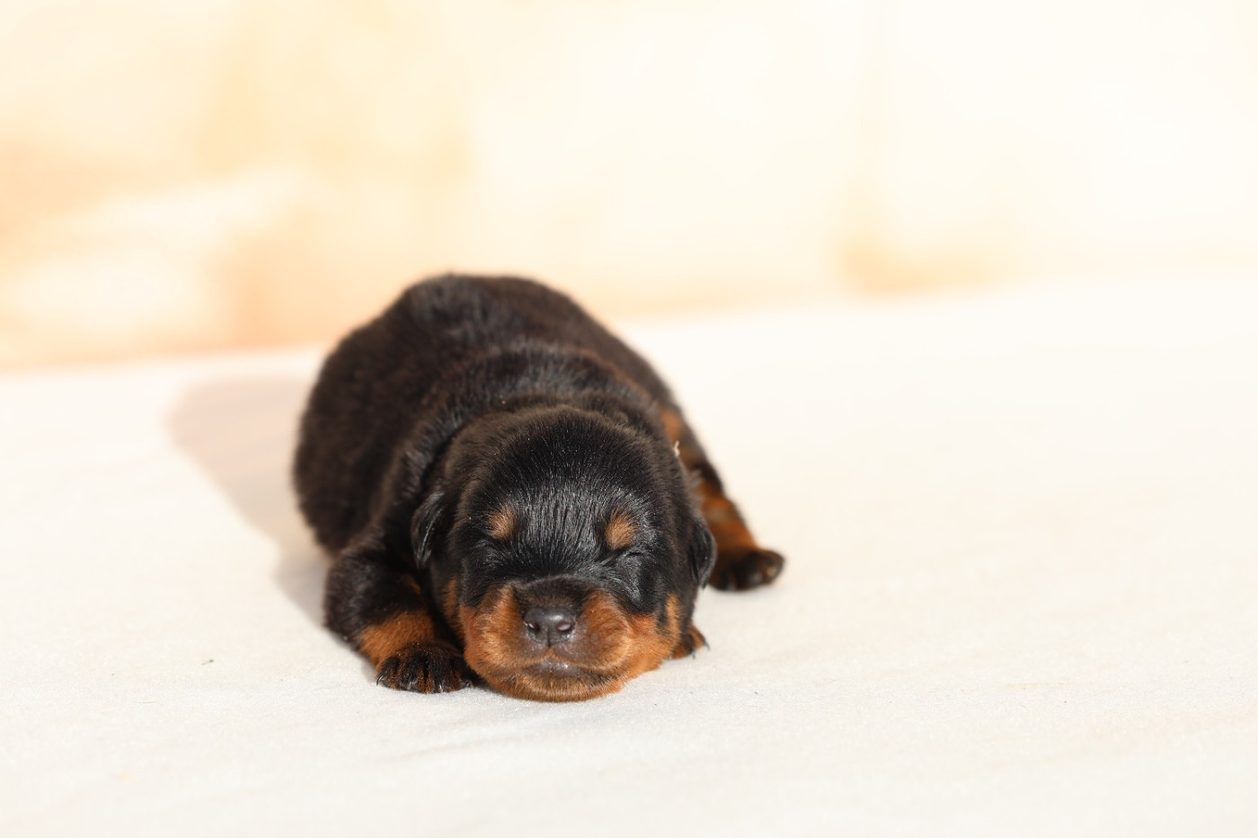 Von Schwarzer Beschützer - Chiots disponibles - Rottweiler