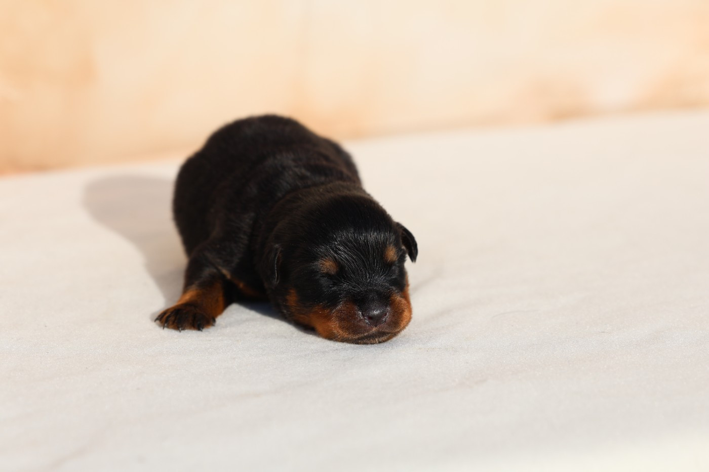 Von Schwarzer Beschützer - Chiots disponibles - Rottweiler
