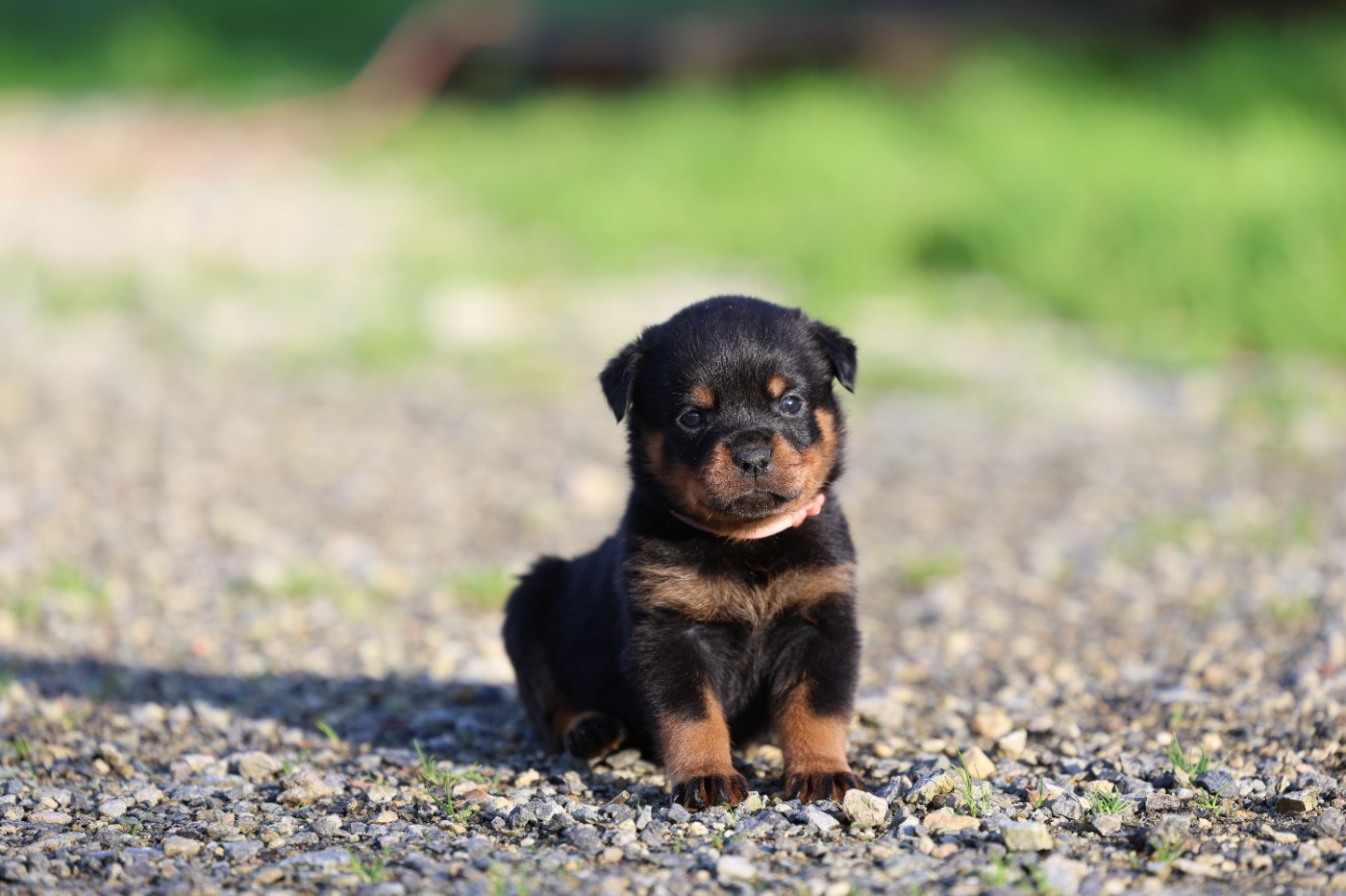 Von Schwarzer Beschützer - Chiots disponibles - Rottweiler