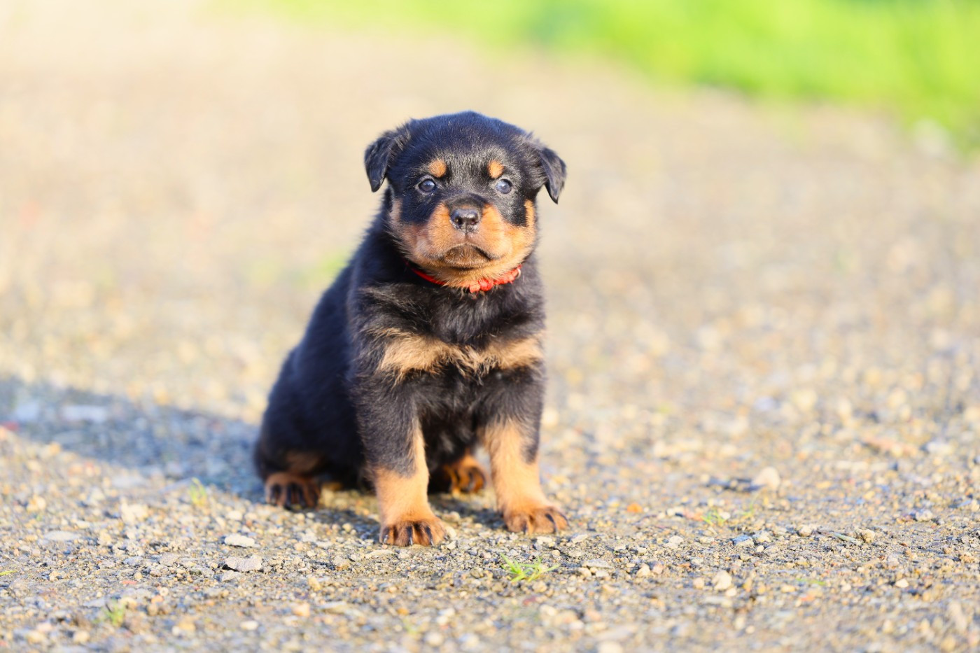Von Schwarzer Beschützer - Chiots disponibles - Rottweiler