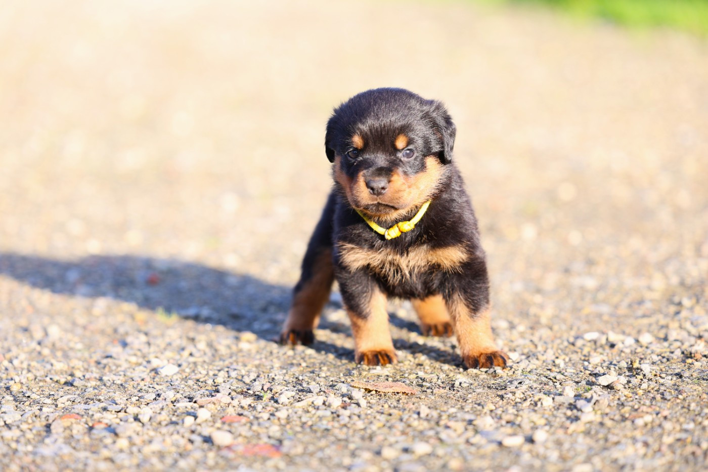 Von Schwarzer Beschützer - Chiots disponibles - Rottweiler