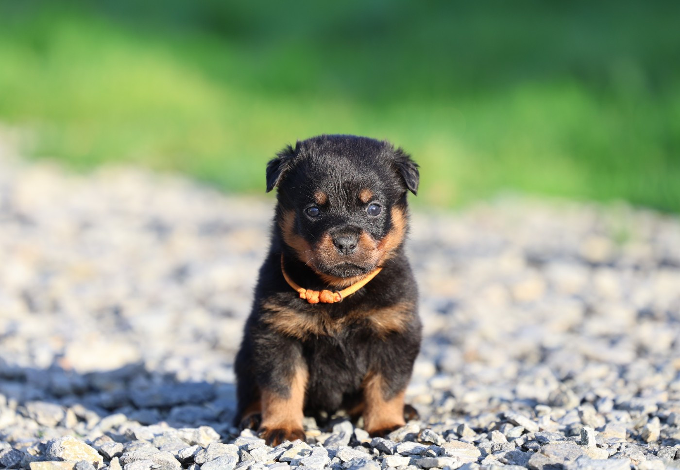 Von Schwarzer Beschützer - Chiots disponibles - Rottweiler