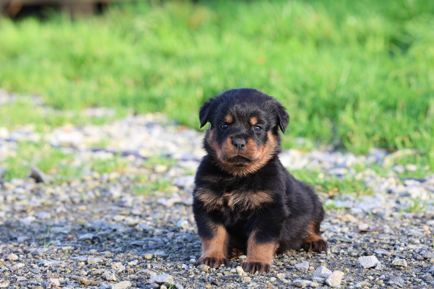 Von Schwarzer Beschützer - Chiots disponibles - Rottweiler
