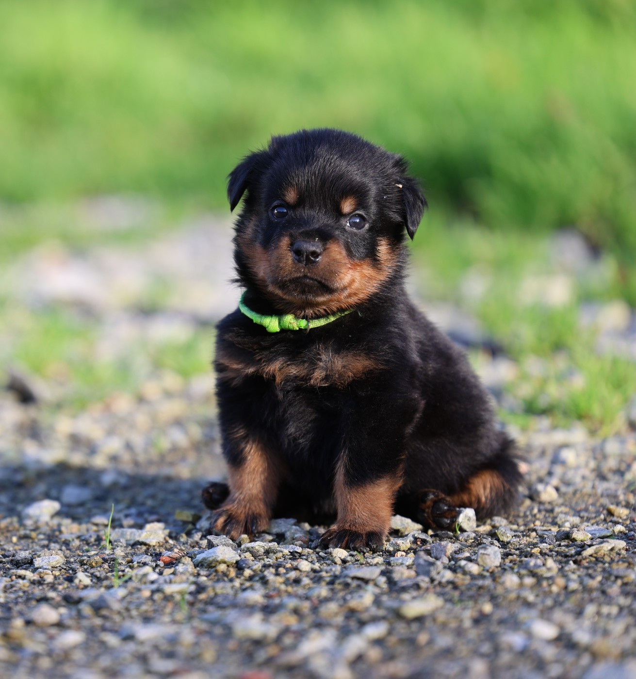 Von Schwarzer Beschützer - Chiots disponibles - Rottweiler
