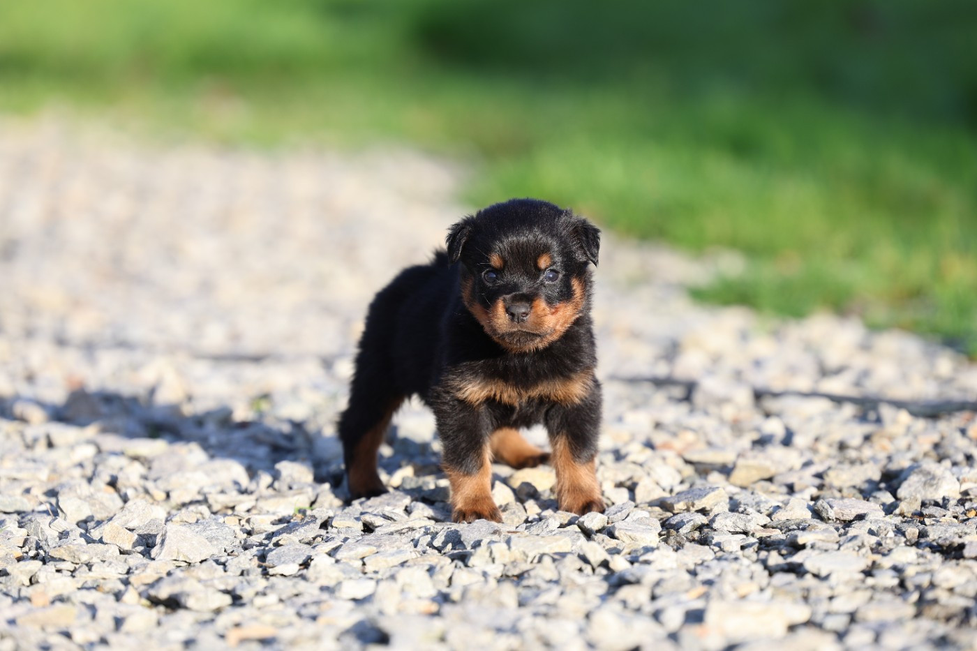 Von Schwarzer Beschützer - Chiots disponibles - Rottweiler