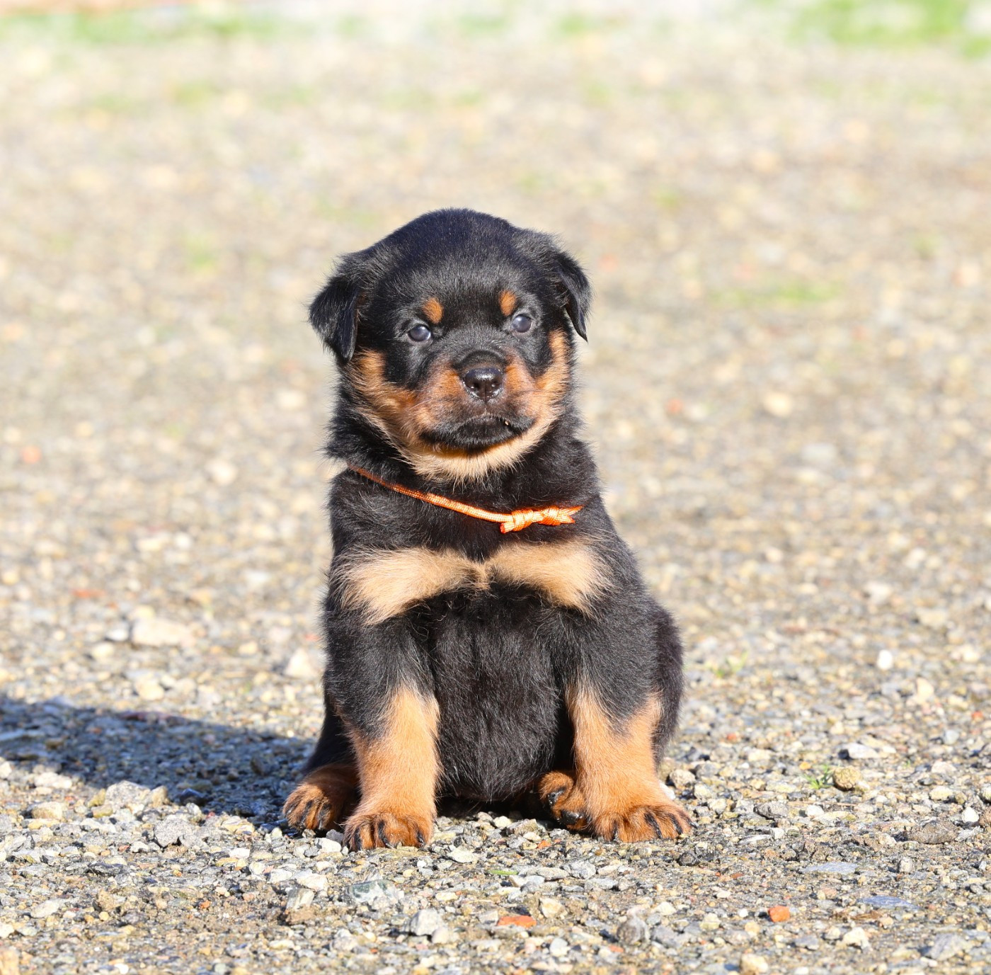 Von Schwarzer Beschützer - Chiots disponibles - Rottweiler