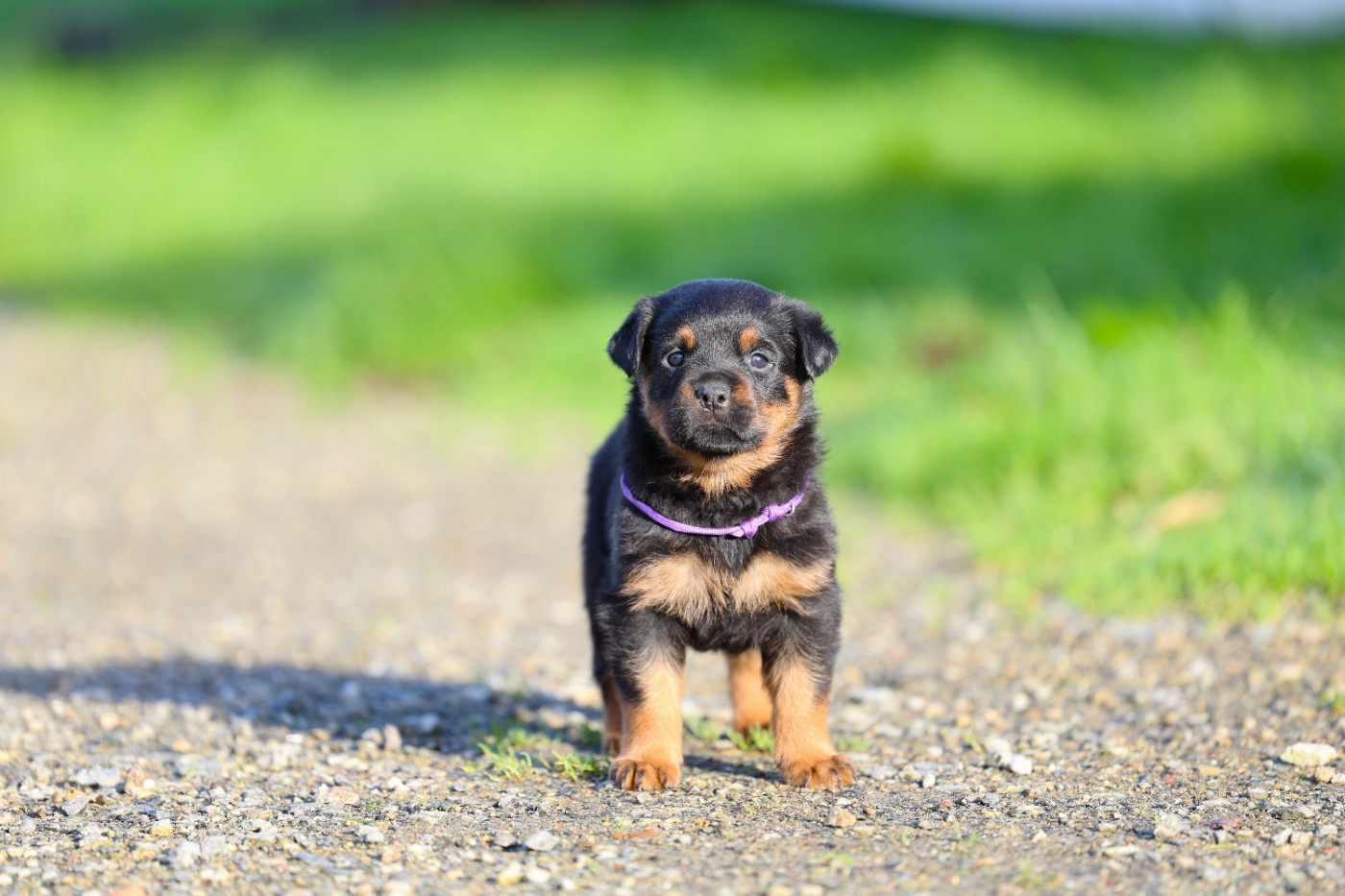 Von Schwarzer Beschützer - Chiots disponibles - Rottweiler
