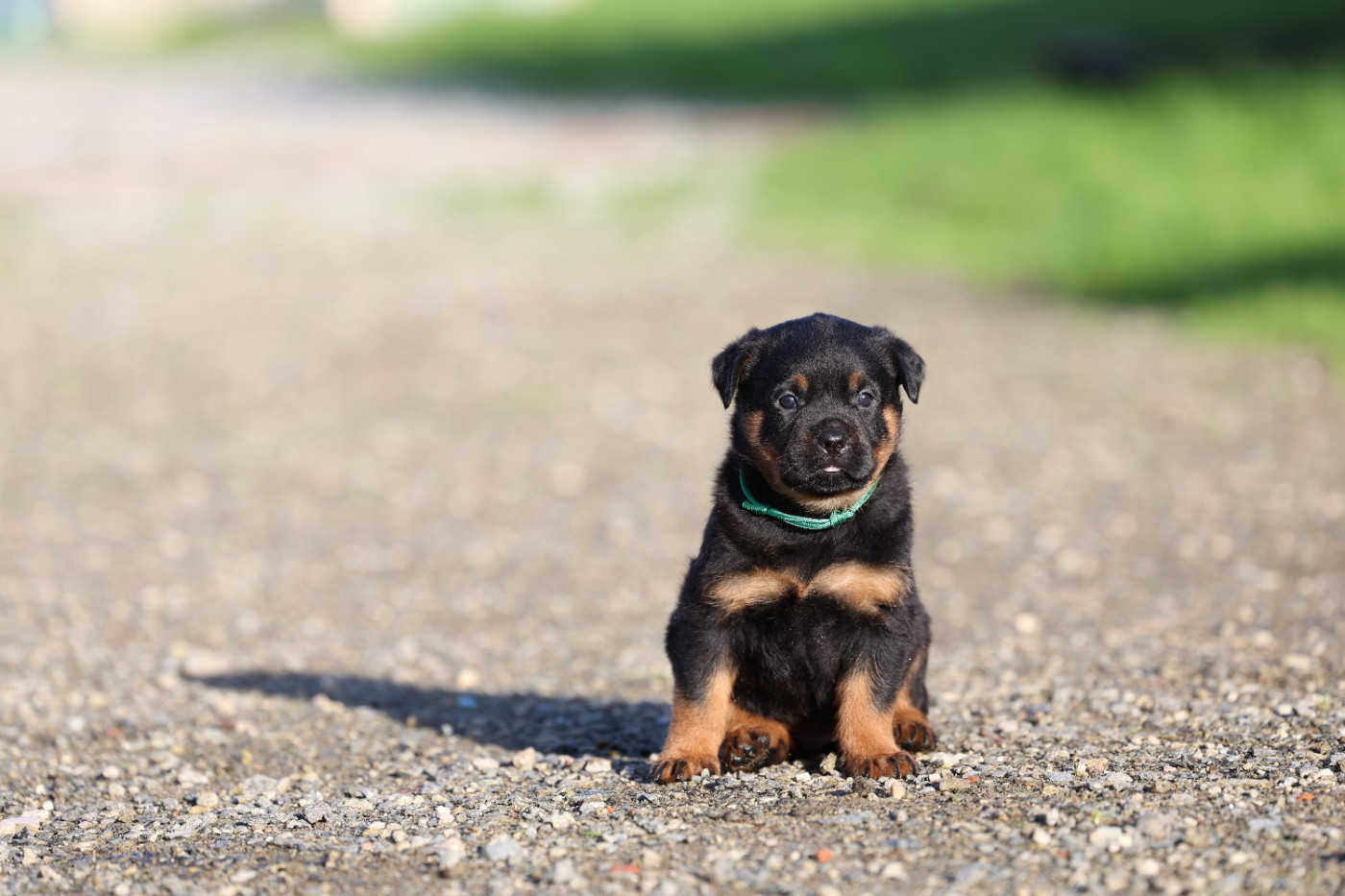 Von Schwarzer Beschützer - Chiots disponibles - Rottweiler
