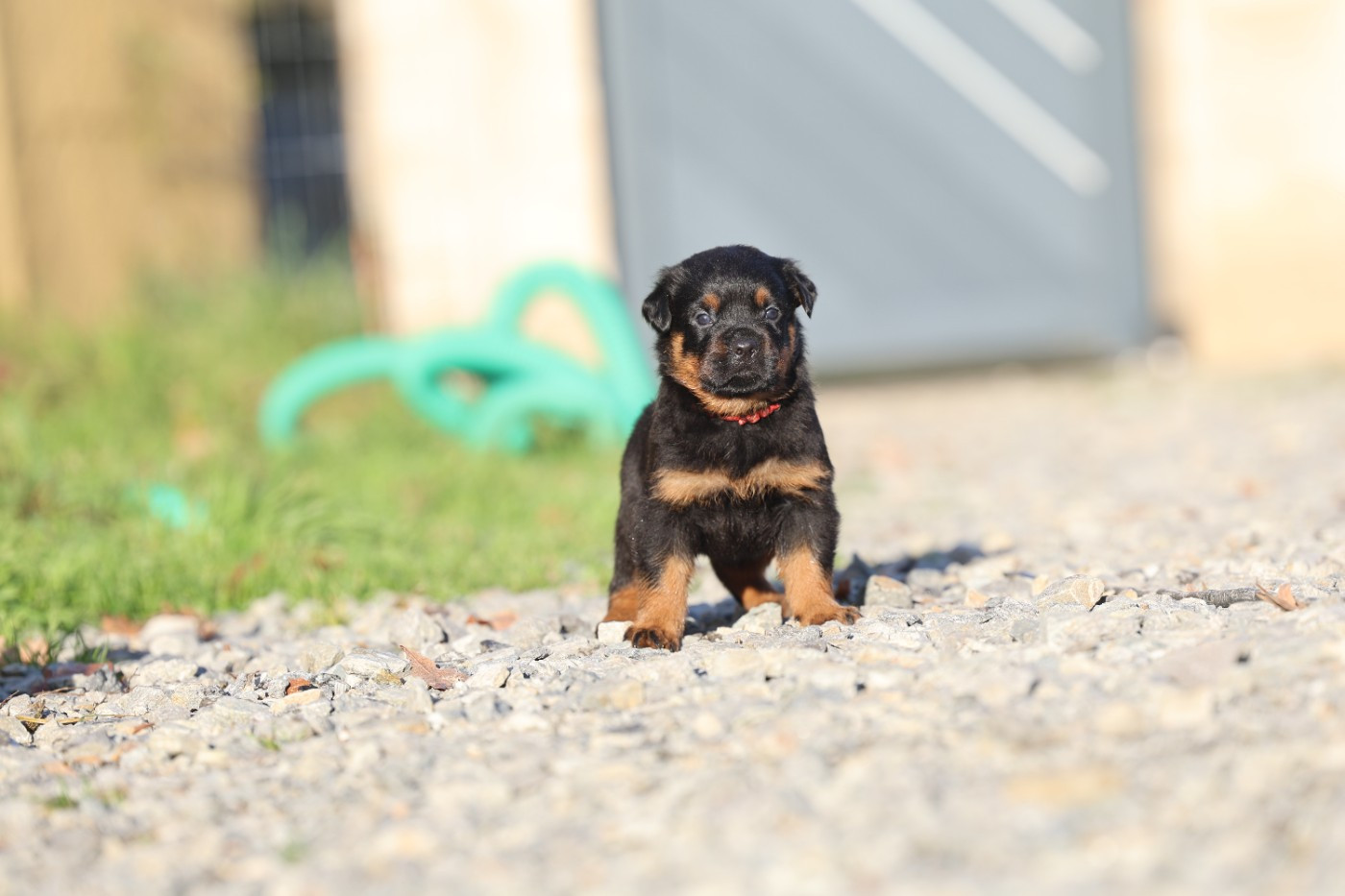 Von Schwarzer Beschützer - Chiots disponibles - Rottweiler