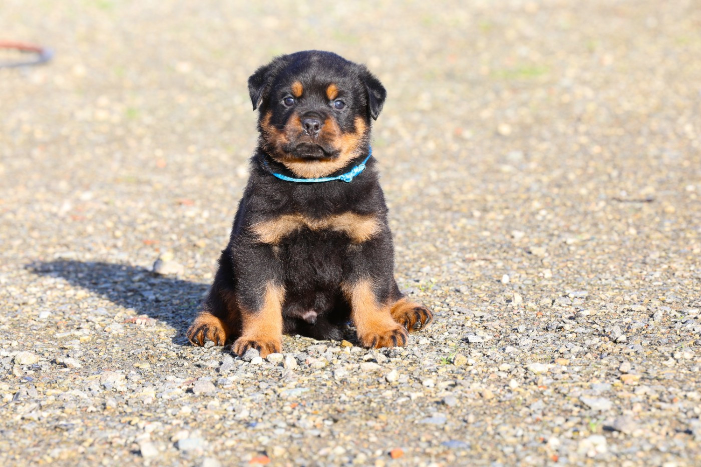 Von Schwarzer Beschützer - Chiots disponibles - Rottweiler