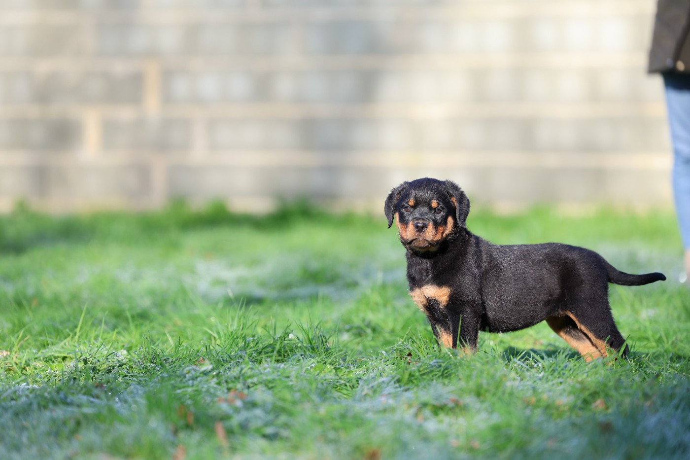 Von Schwarzer Beschützer - Chiots disponibles - Rottweiler