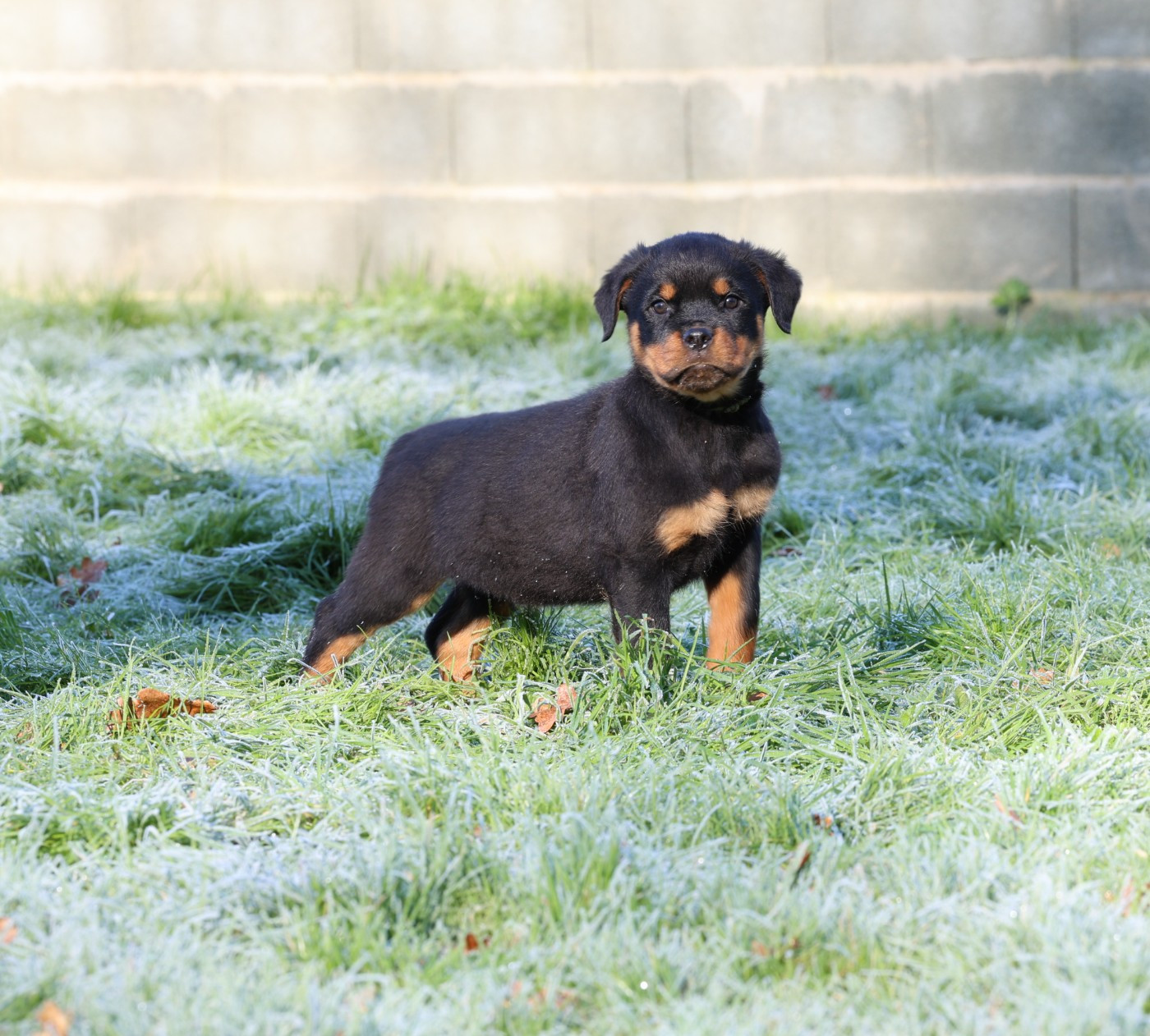Von Schwarzer Beschützer - Chiots disponibles - Rottweiler