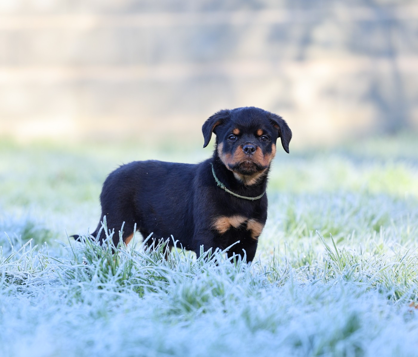 Von Schwarzer Beschützer - Chiots disponibles - Rottweiler