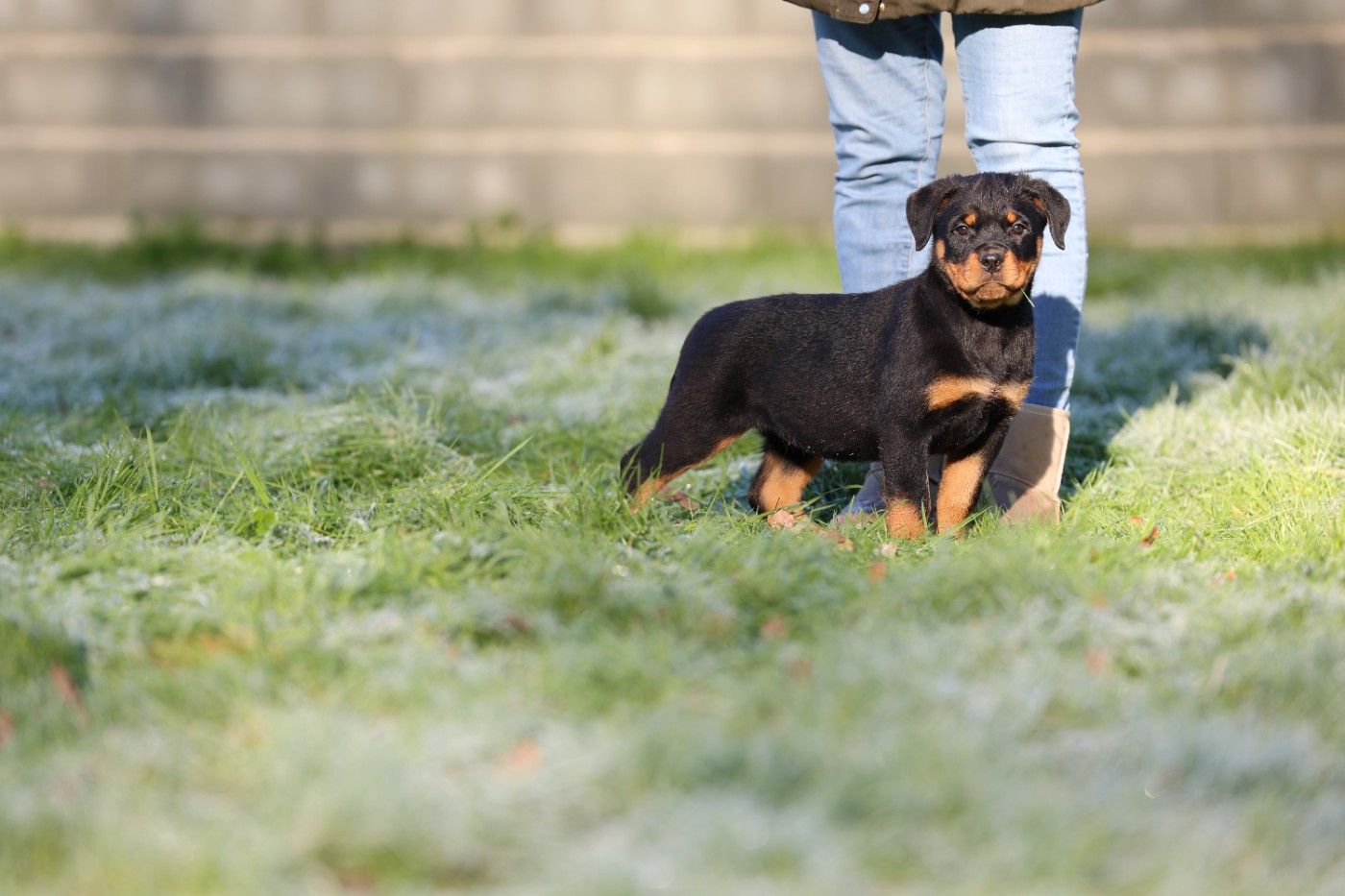 Von Schwarzer Beschützer - Chiots disponibles - Rottweiler