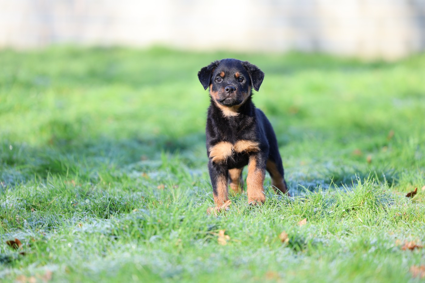 Von Schwarzer Beschützer - Chiots disponibles - Rottweiler