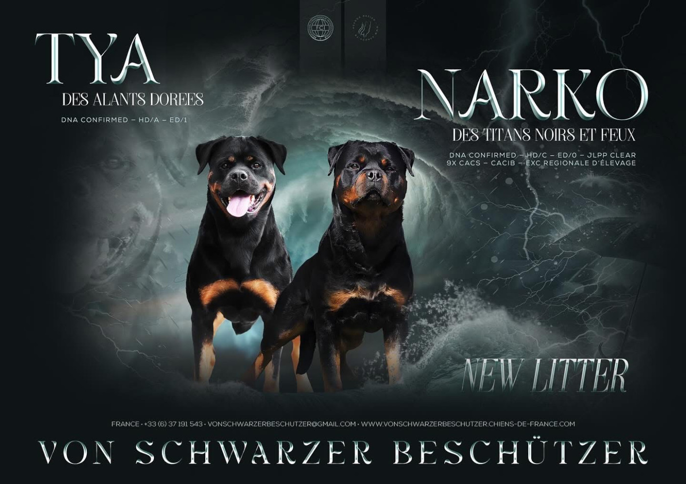 Chiot Rottweiler Von Schwarzer Beschützer