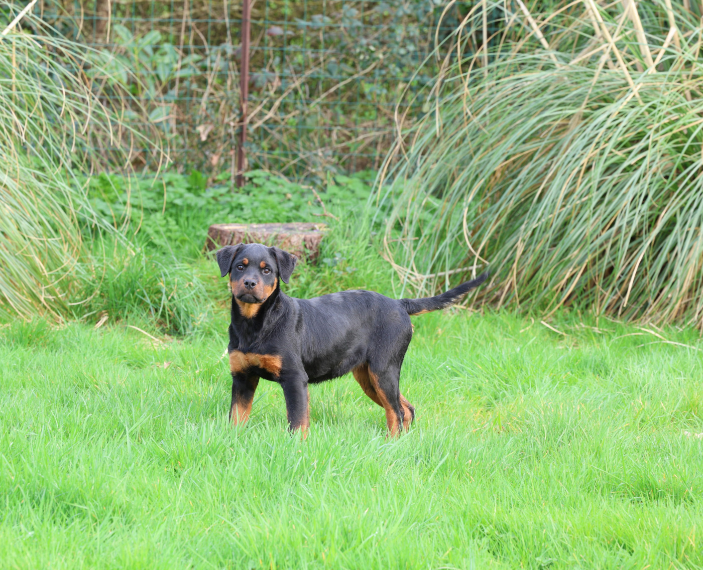 Von Schwarzer Beschützer - Chiots disponibles - Rottweiler