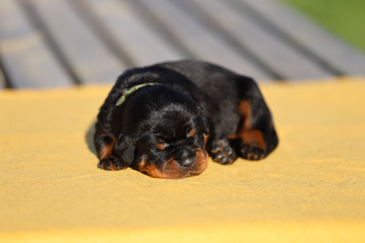 Von Schwarzer Beschützer - Chiots disponibles - Rottweiler