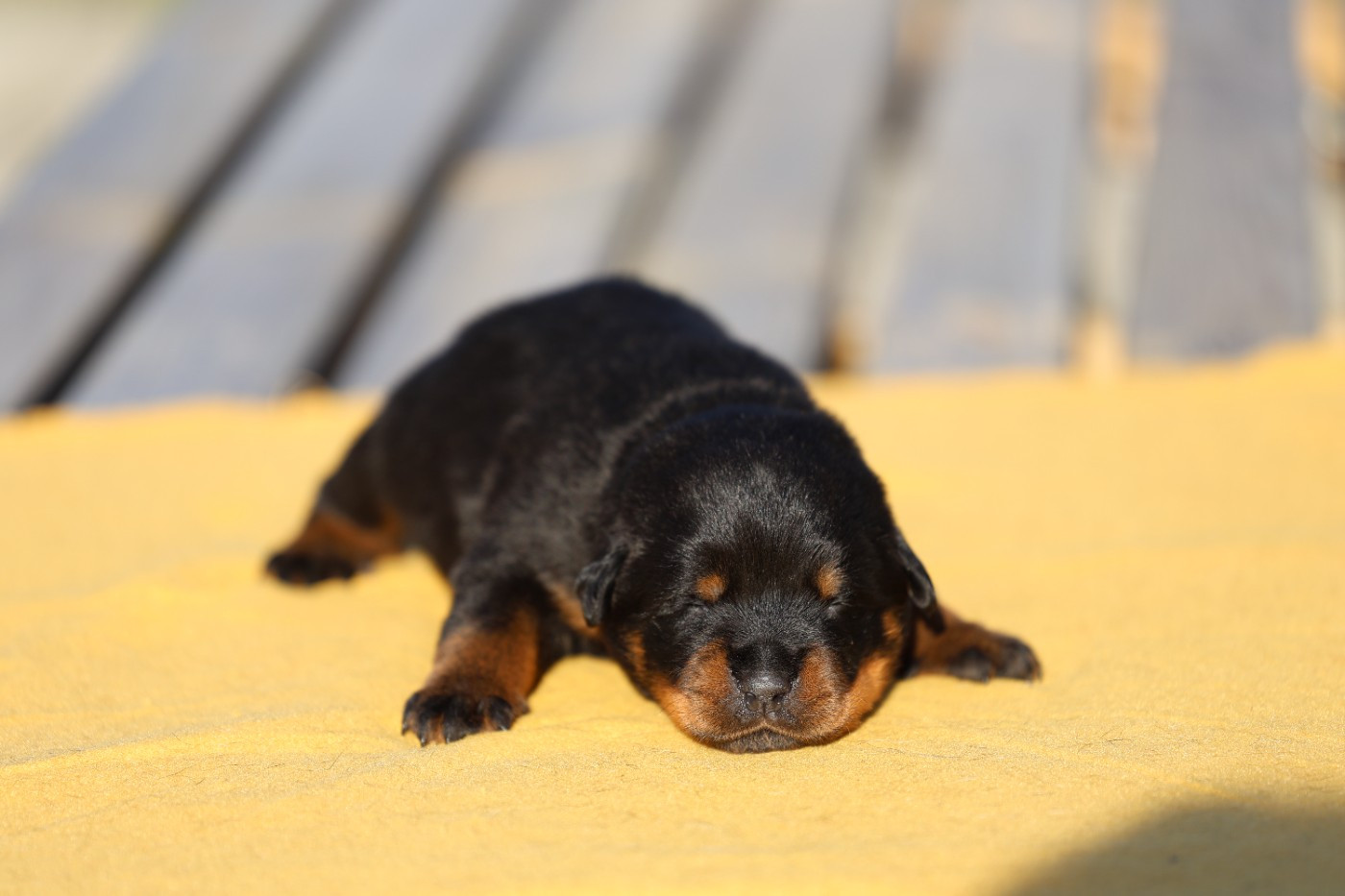 Von Schwarzer Beschützer - Chiots disponibles - Rottweiler