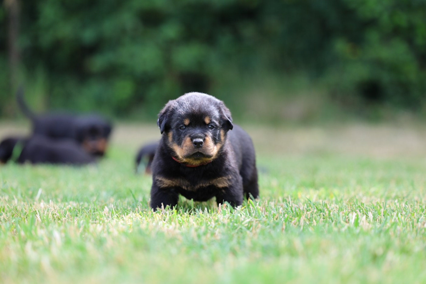 Von Schwarzer Beschützer - Chiots disponibles - Rottweiler