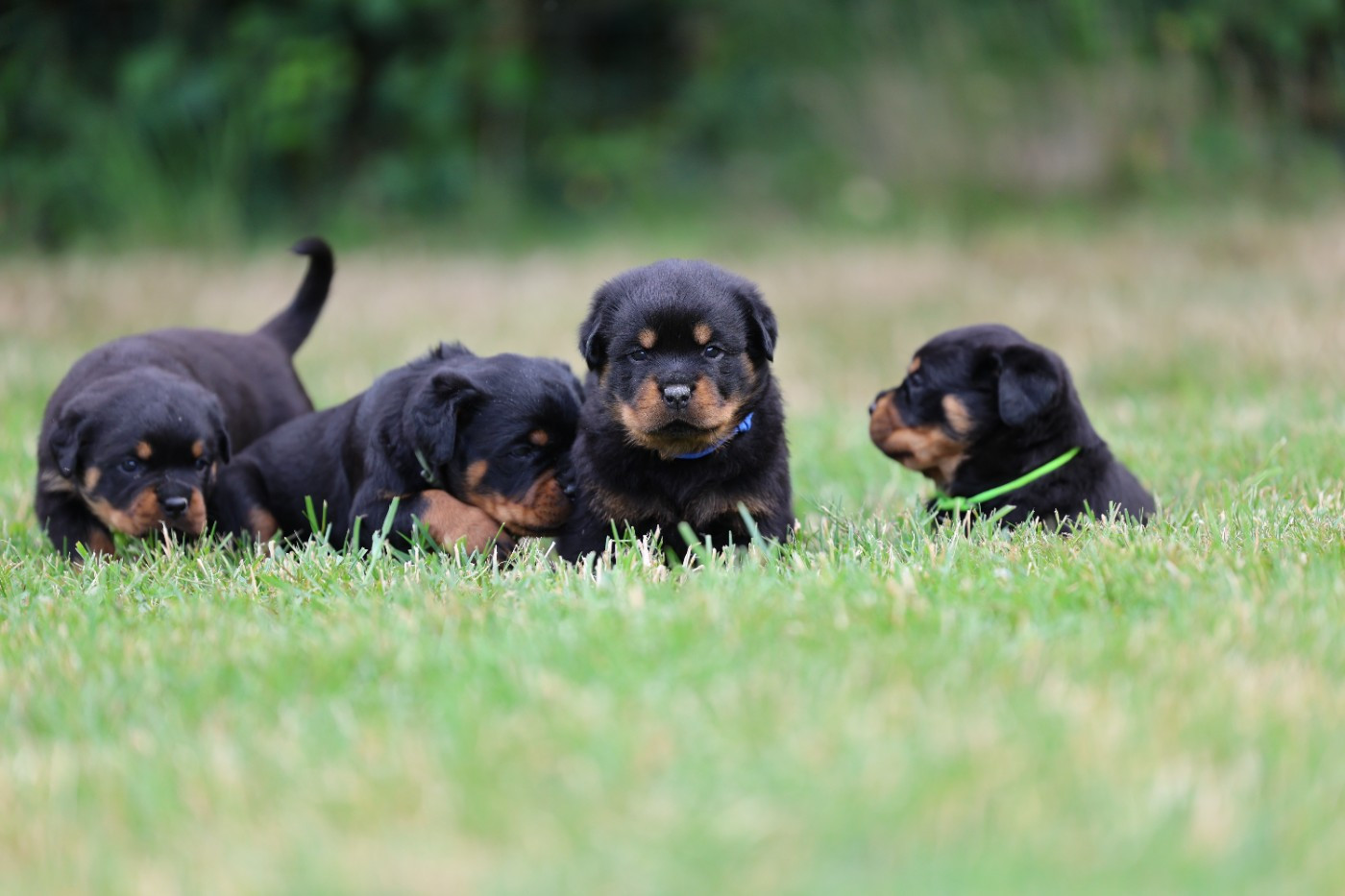Von Schwarzer Beschützer - Chiots disponibles - Rottweiler