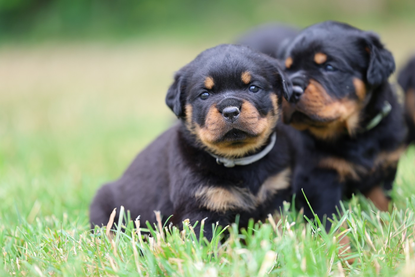 Von Schwarzer Beschützer - Chiots disponibles - Rottweiler