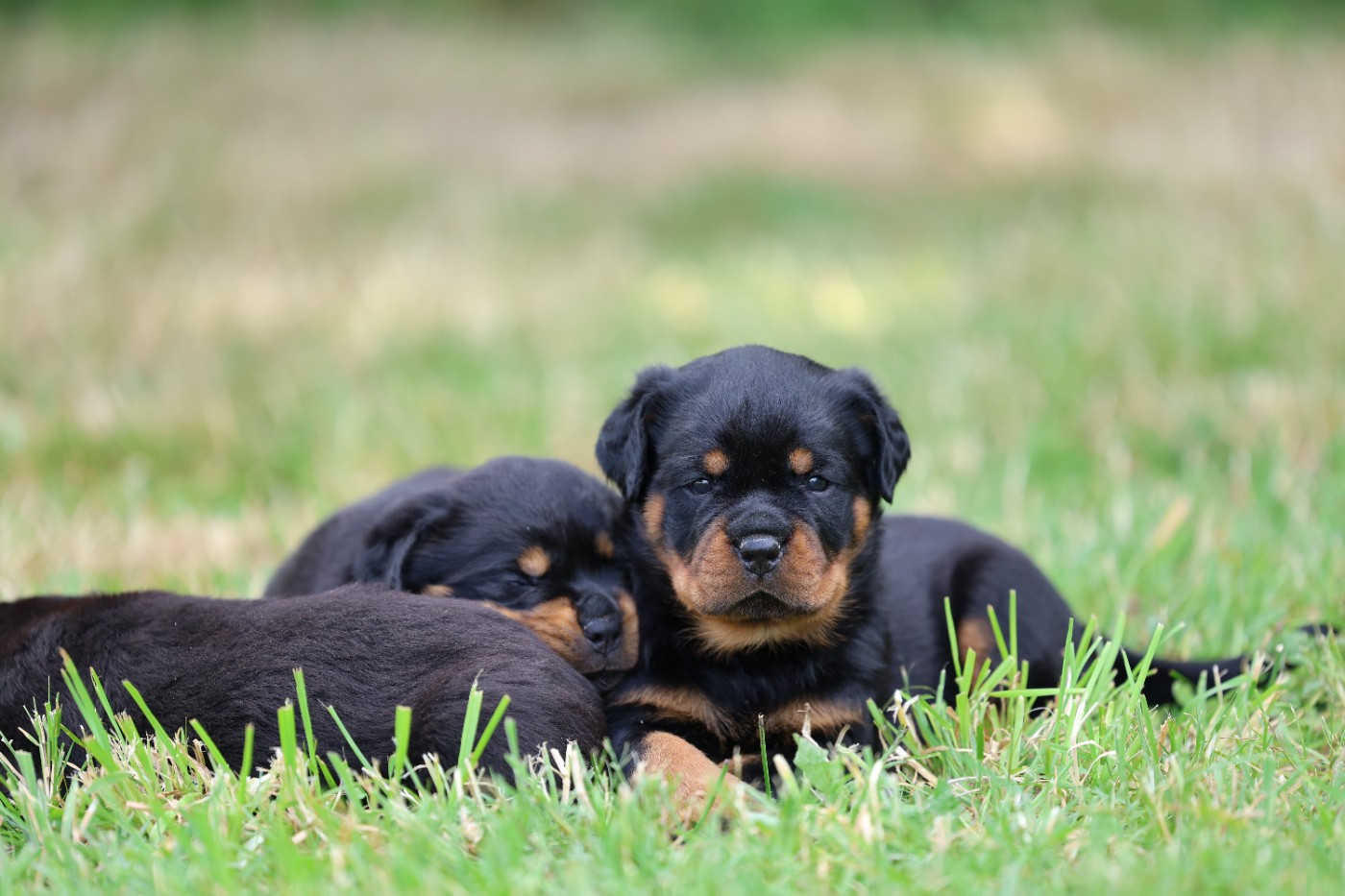 Von Schwarzer Beschützer - Chiots disponibles - Rottweiler