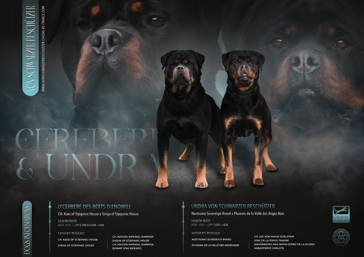 Von Schwarzer Beschützer - Rottweiler - Portée née le 06/05/2026