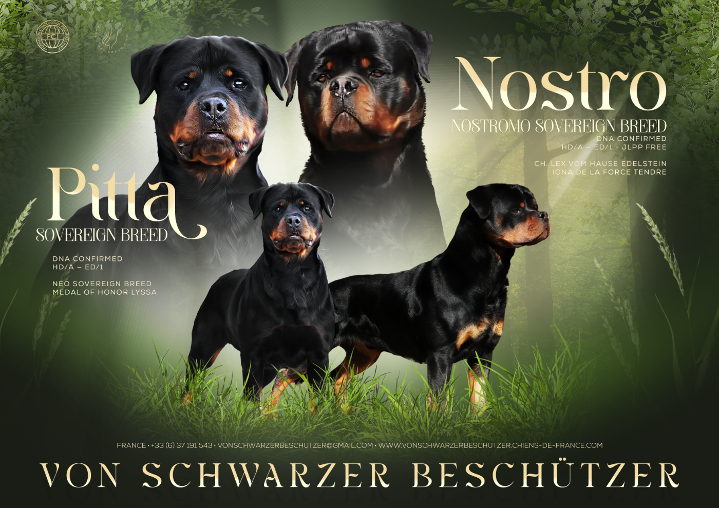 Von Schwarzer Beschützer - Rottweiler - Portée née le 18/06/2026