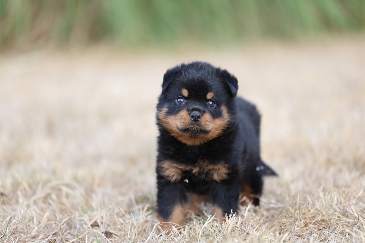 Von Schwarzer Beschützer - Chiots disponibles - Rottweiler