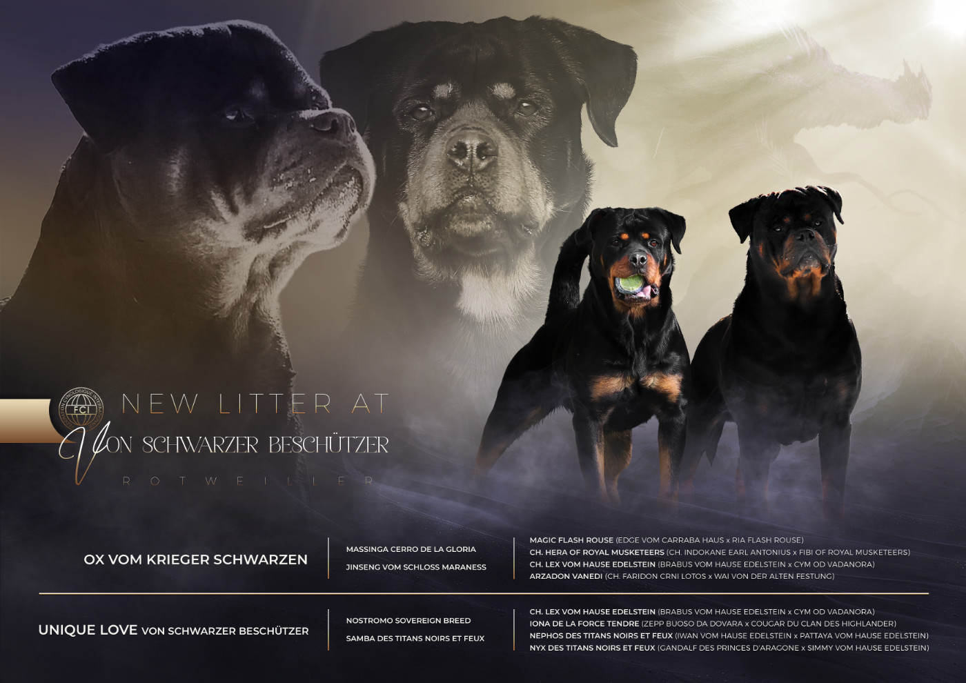 Von Schwarzer Beschützer - Rottweiler - Portée née le 07/08/2026