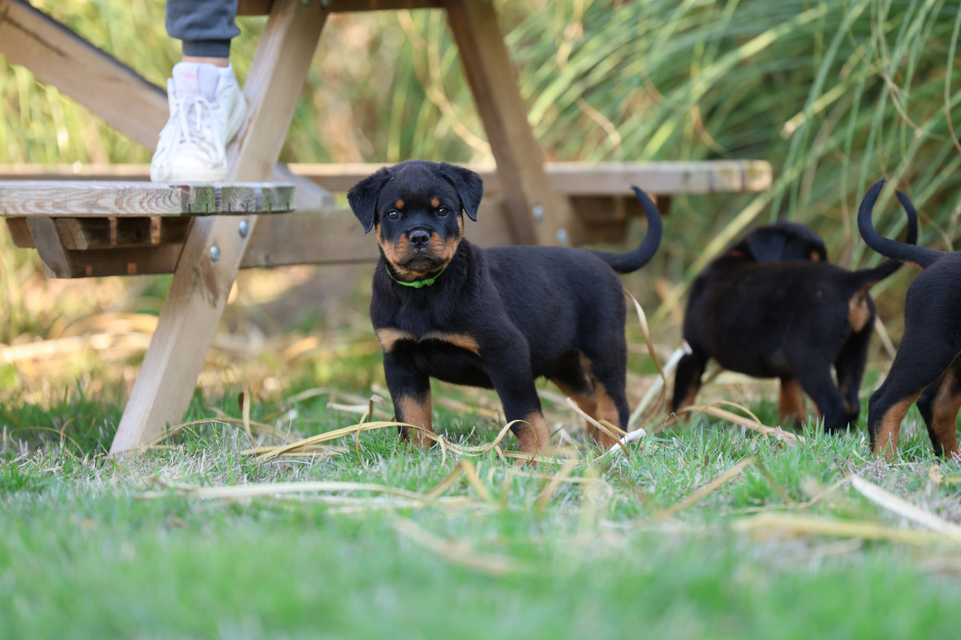 Von Schwarzer Beschützer - Chiots disponibles - Rottweiler