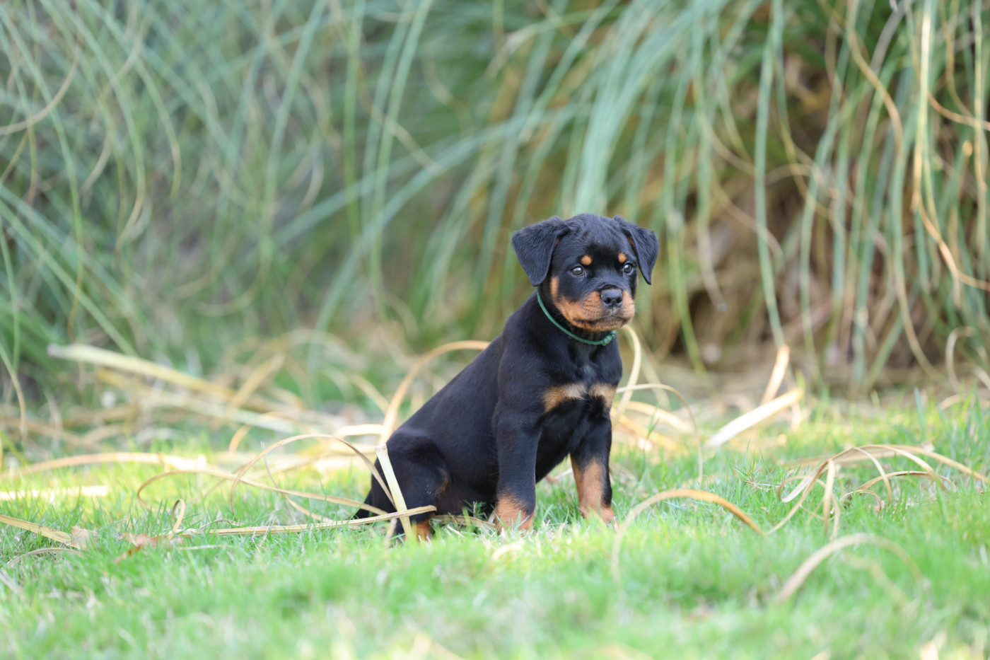 Von Schwarzer Beschützer - Chiots disponibles - Rottweiler